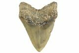 Serrated, Fossil Megalodon Tooth - North Carolina #346320-2